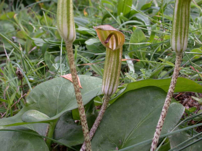 Arisarum vulgare / Arisaro comune